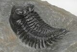 Coltraneia Trilobite Fossil - Huge Faceted Eyes #216510-5